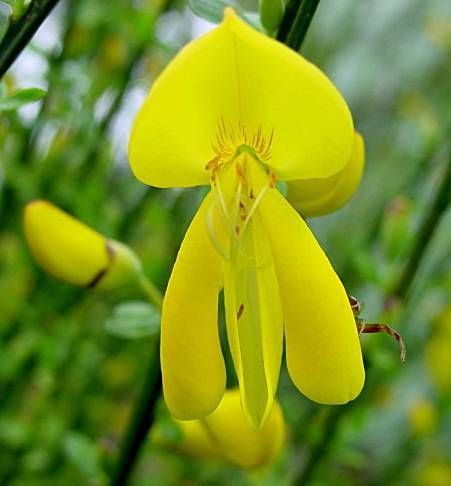 راهنمای نگهداری و پرورش گیاهان آپارتمانی - طاووسی